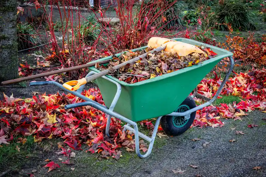 How Yard Cleanup Improves The Health Of Your Landscape Dunnellon, FL How Yard Cleanup Improves The Health Of Your Landscape Dunnellon, FL