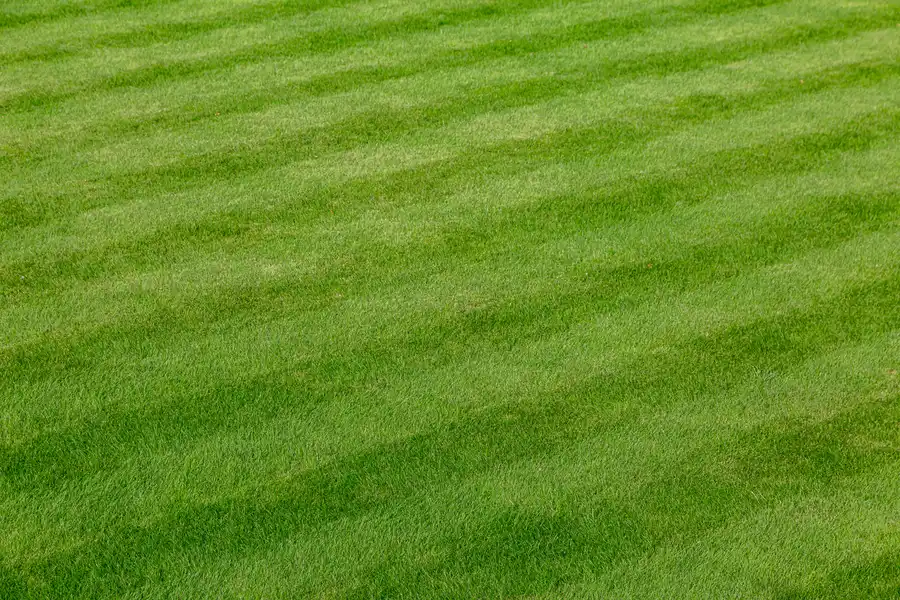 Integrating Pest Control Into Your Lawn Care Routine Dunnellon, FL Integrating Pest Control Into Your Lawn Care Routine Dunnellon, FL