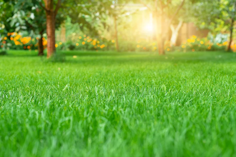 Steps To Prepare Your Lawn For Healthy Growth And Longevity Dunnellon, FL Steps To Prepare Your Lawn For Healthy Growth And Longevity Dunnellon, FL